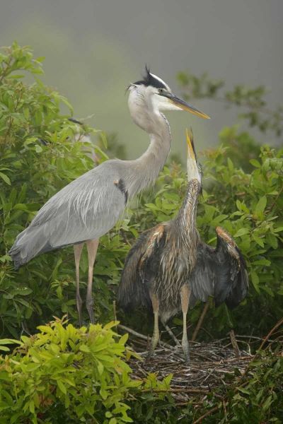 FL, South Venice Great blue heron feeding young